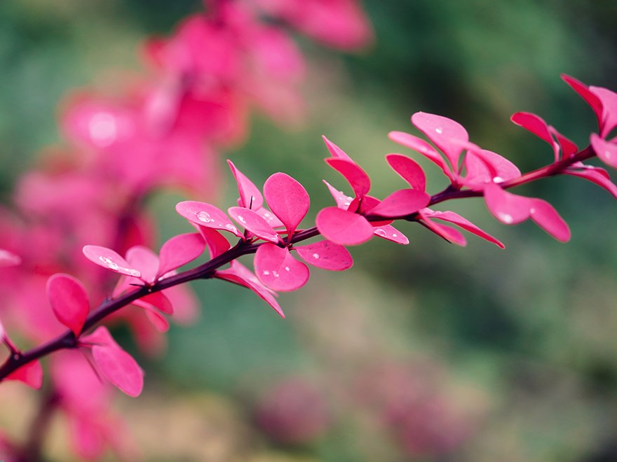 A branch with pink leaves. Photo.