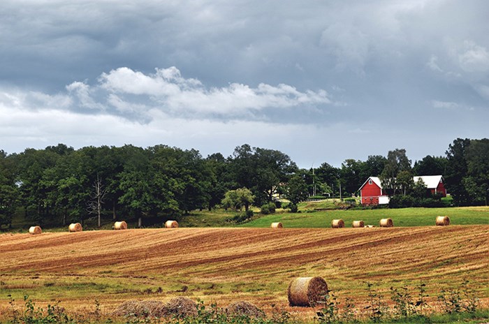 Agricultural field with red houses and coniferous forest, photo.