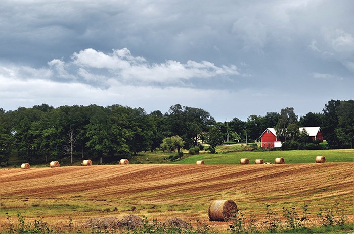 Jordbruksfält med röda hus och barrskog, foto.