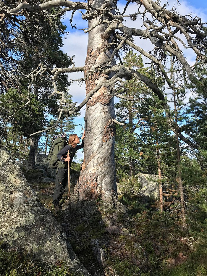 En man som är vandringsklädd med ryggsäck och vandringsstav lägger sin hand på ett träd i en skog. Photo