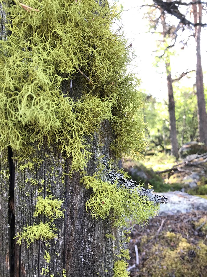 Mossa på ett träd i en skog. Foto.