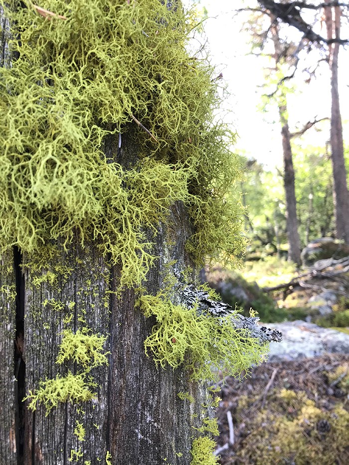 Moss on a tree in a forest. Photo.
