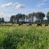 Grazing cows in a pasture with blue sky and green grass. Photo.
