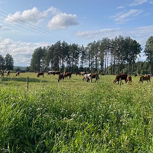 Betande kor i en hage med blå himmel och grönt gräs. Foto.