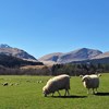 Betande får i skotsk landskap, foto.