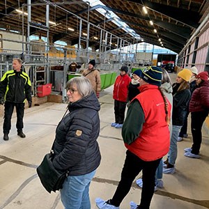 En grupp människor på studiebesök i nötstallet på Götala. Foto. 