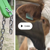Tvådelad bild, till vänster ett vituellt stängselhallsband i grönt, till höger närbild på brunvit ko.