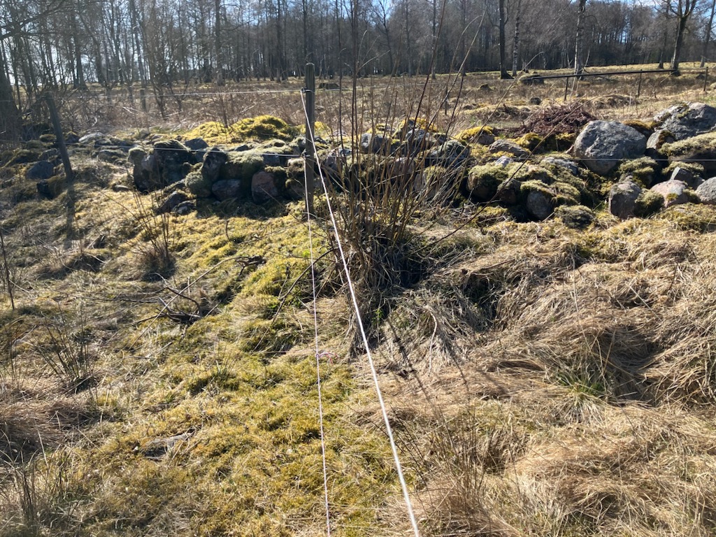 Foto av mark som är betad och obetad, stängsel mellan.