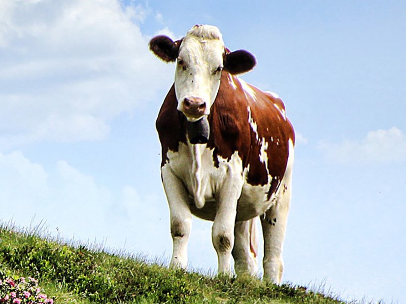 En ko som står i en grässlänt. Foto.