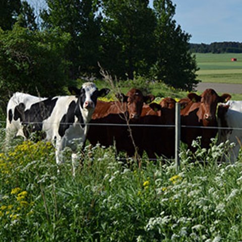Young cattle at pasture. Photo.