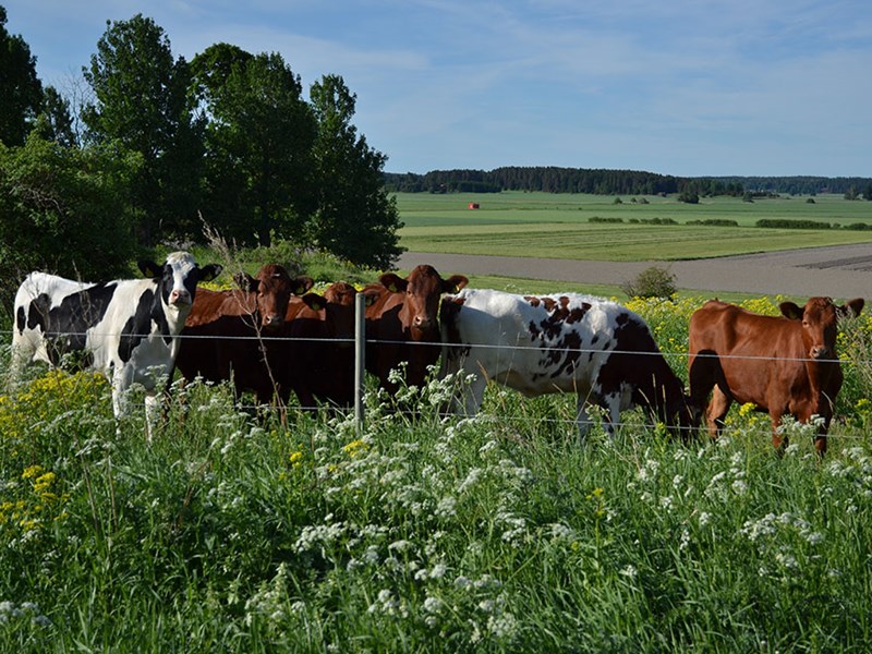 Young cattle at pasture. Photo.