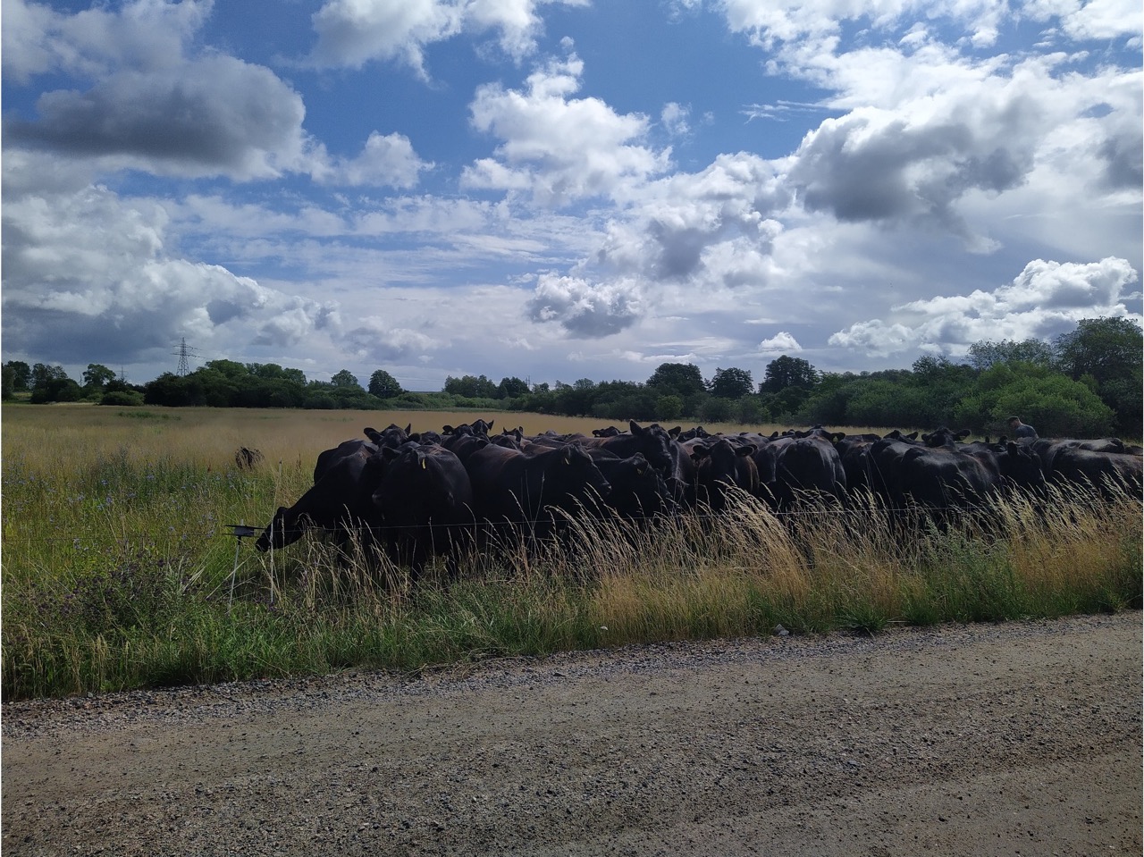 En grupp svarta kor står i en hage nära en grusväg. Blå himmel med spridda moln bakom.
