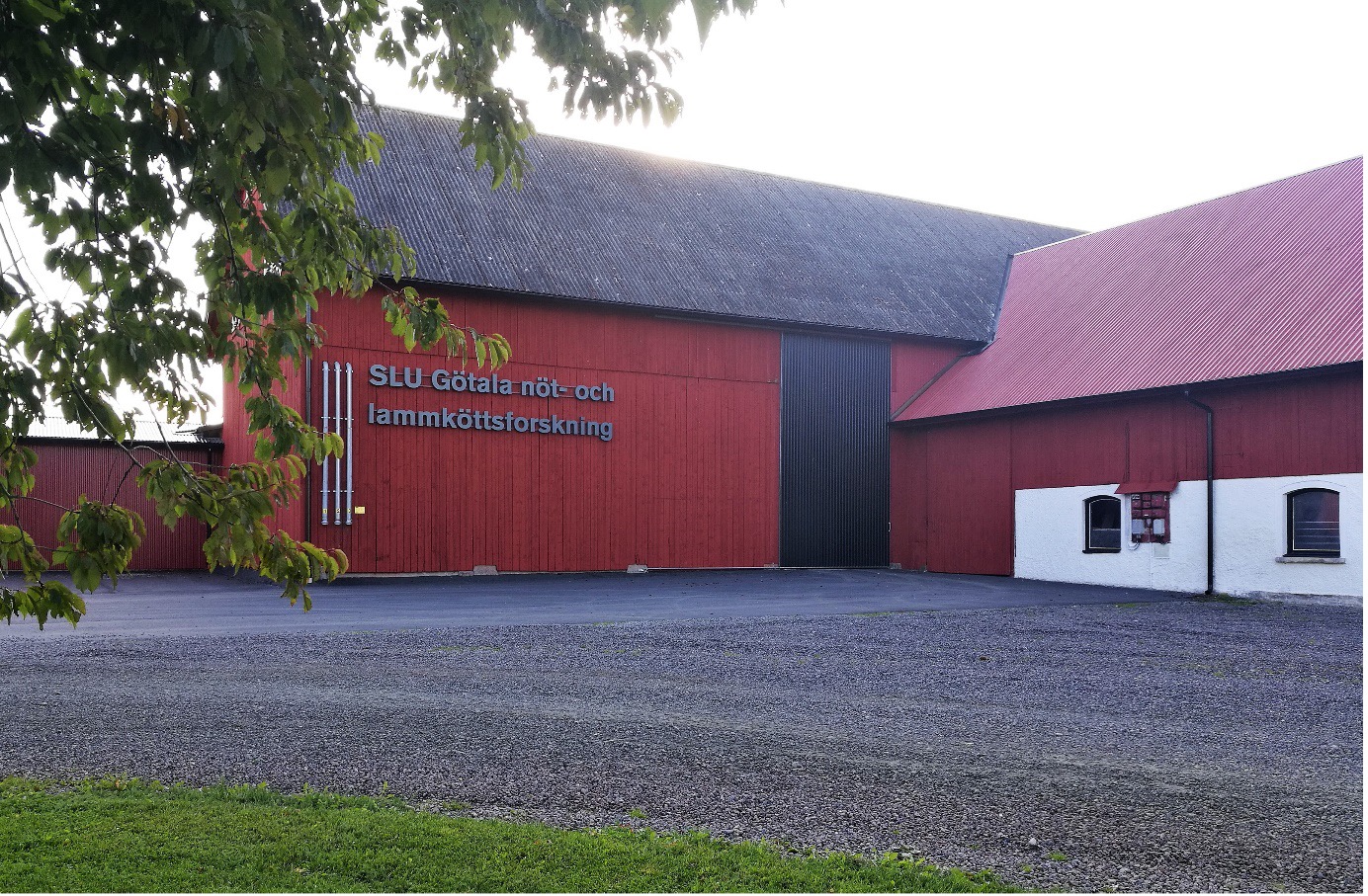 Gårdsplan med röd lada. På ladan står texten "SLU Götala nöt- och lammköttsforskning"