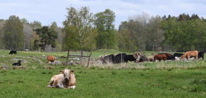 Kor på bete och en liggande ko i mitten. Foto.