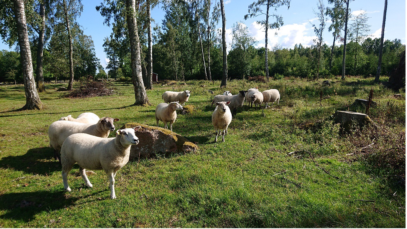 Vita får i en grön naturbeteshage.
