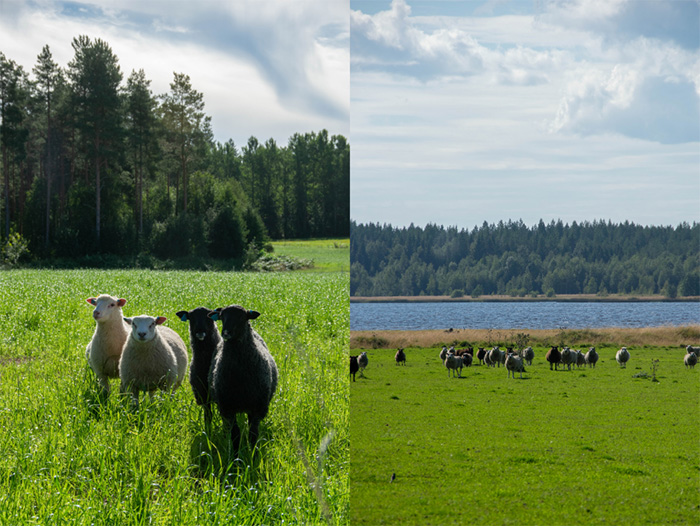 Några får på åkermarksbete till vänster och en flock får på naturbete till höger. Foto. 