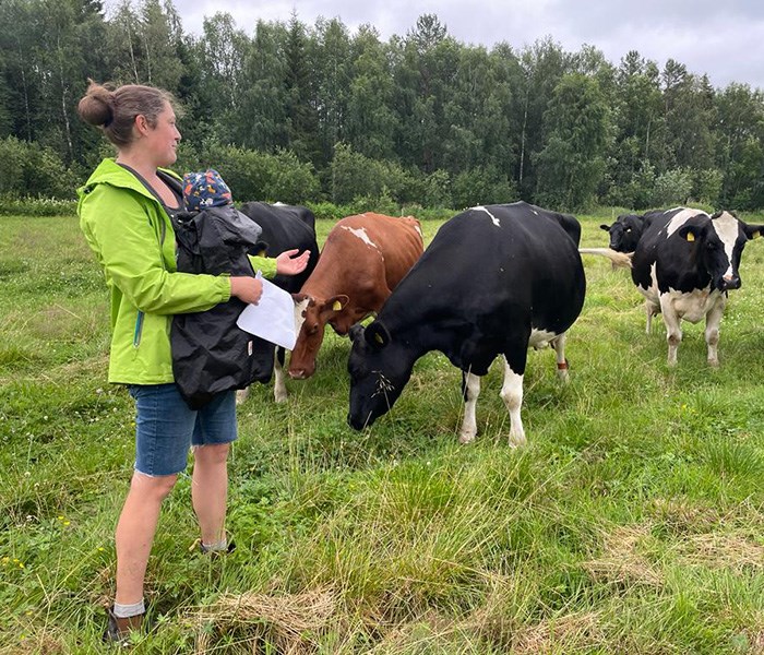 Kor i beteshage med ägaren till vänster med en bebis i bärsele. Foto. 