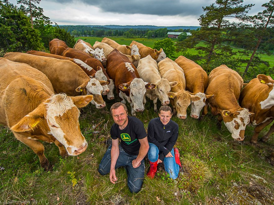 Två djurägare framför en flock med kor. Foto.