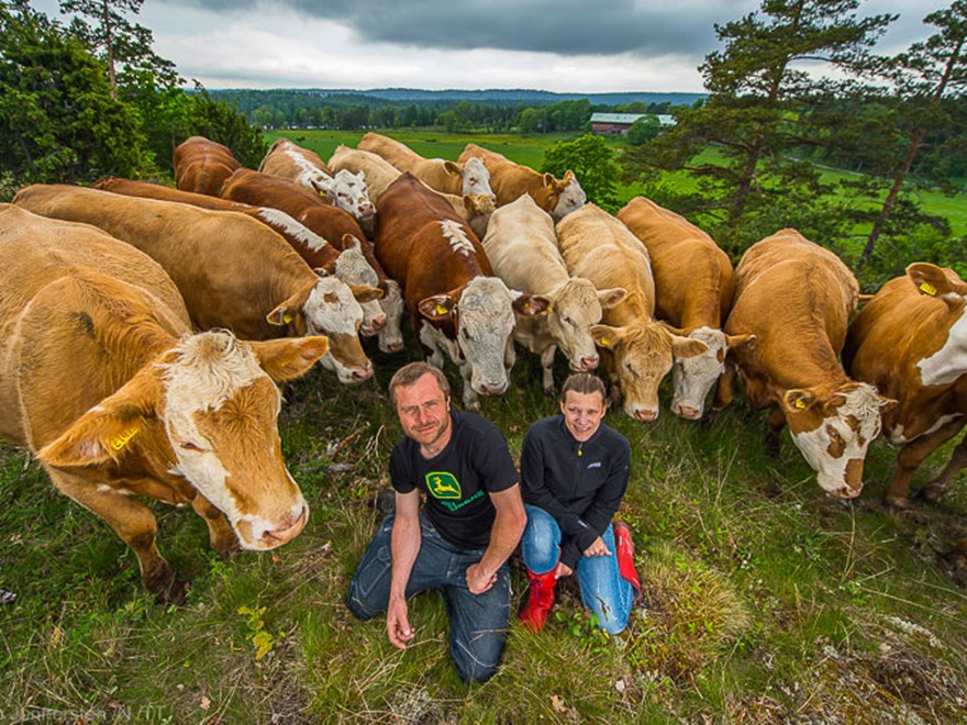Two farmers and their herd of cows. Photo.