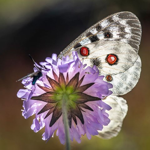 White butterfly on lilac flower. Photo.