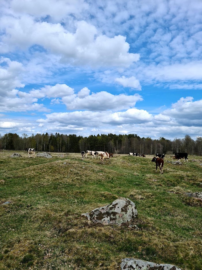 Stutar med sensorer i en beteshage. Foto. 