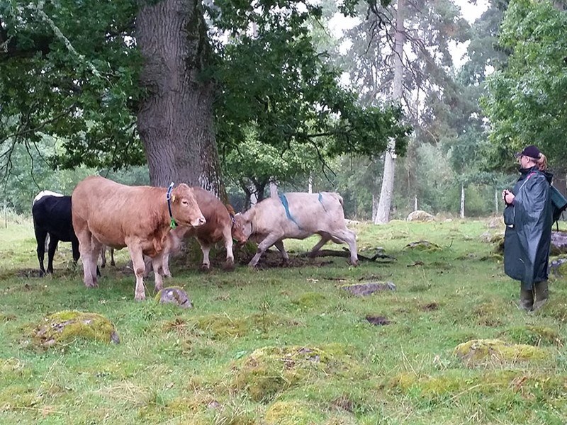 Köttdjur med virtuella halsband, vid ett stort träd i en beteshage. En besökare står en bit bort och tittar på djuren. Foto. 