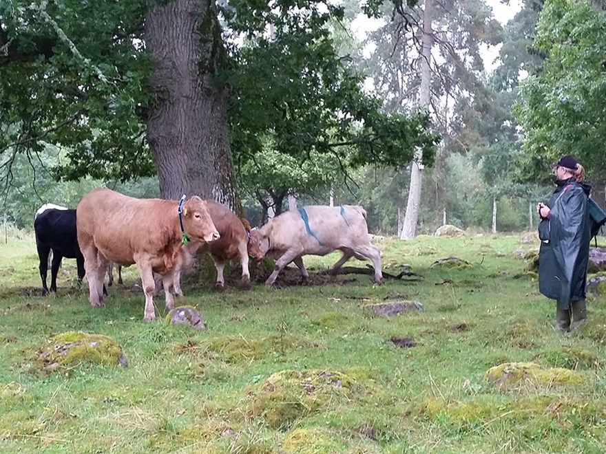 Köttdjur med virtuella halsband, vid ett stort träd i en beteshage. En besökare står en bit bort och tittar på djuren. Foto. 