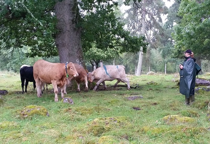 Köttdjur med virtuella halsband, vid ett stort träd i en beteshage. En besökare står en bit bort och tittar på djuren. Foto. 