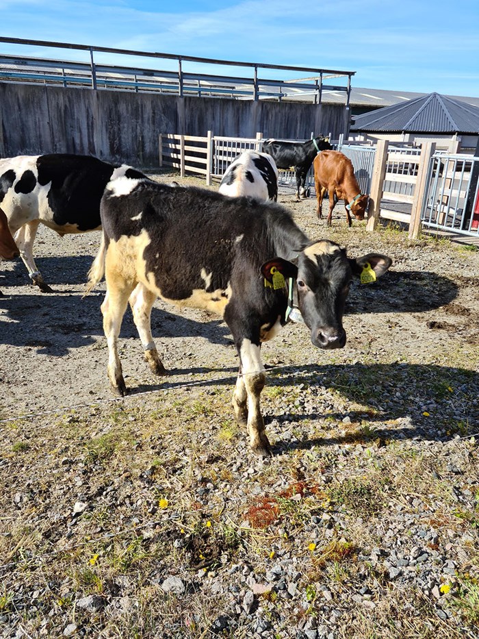 Stutar med sensorer på bakbenet. Foto. 