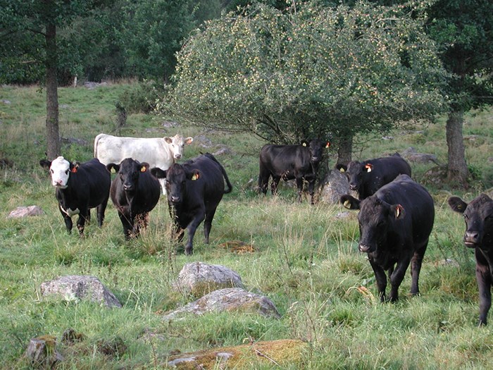 Angus-kvigor i en beteshage. Foto. 