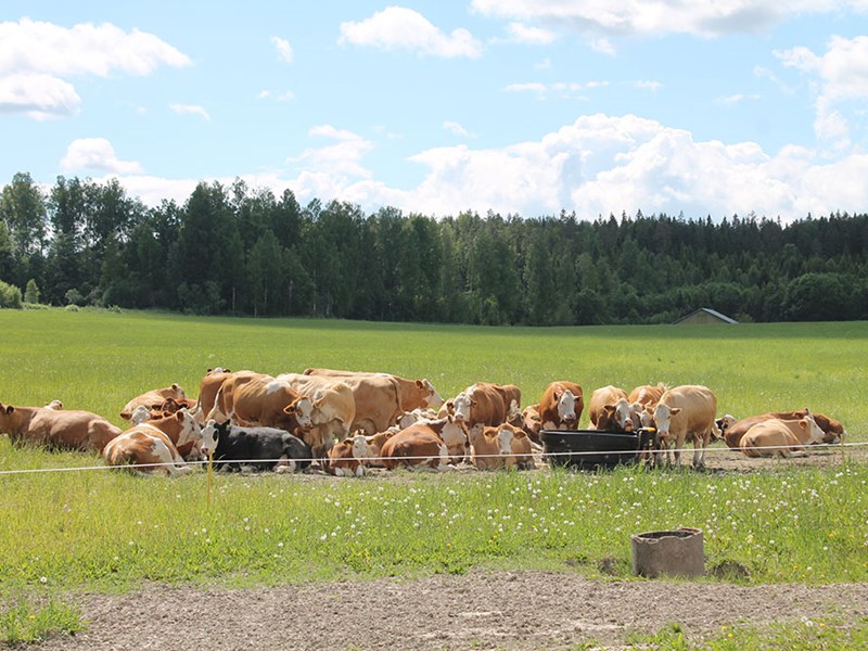 En flock köttdjur i en beteshage. Ungefär hälften ligger ner och resten står.  Foto. 