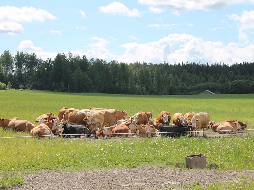 En flock köttdjur i en beteshage. Ungefär hälften ligger ner och resten står.  Foto. 