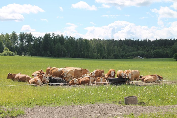 En flock köttdjur i en beteshage. Ungefär hälften ligger ner och resten står.  Foto. 