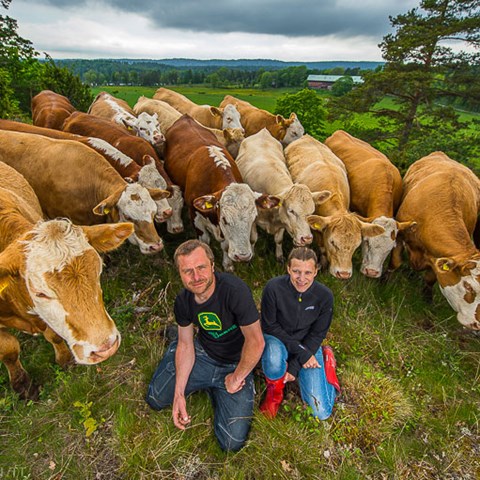 Två lantbrukare framför sina kor. Foto.