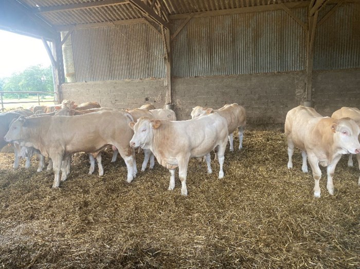 Tjurkalvar av Charolais-ras på ströbädd. Foto.