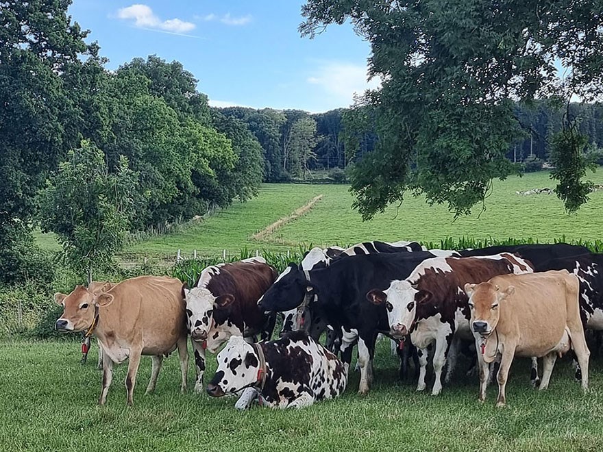 En flock kor i beteshage med blå himmel och grön hage i bakgrunden. Foto.