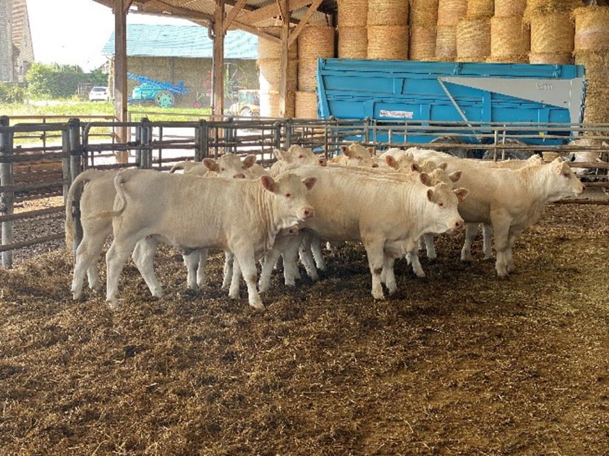 Avvanda Charolais kalvar. Foto.