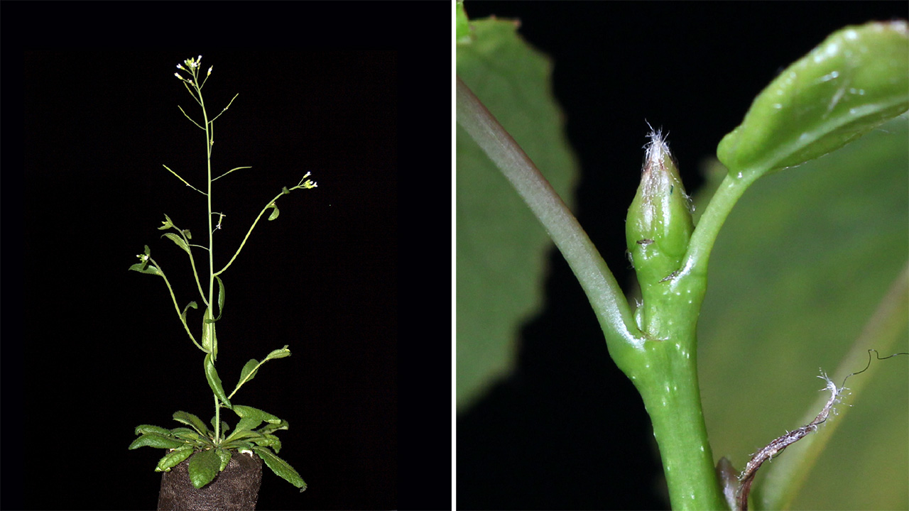 Collage av två foton. Vänster: En blommande växt med rosettblad och en lång stjälk med blommor. Höger: Den gröna knoppen på en ung asp.