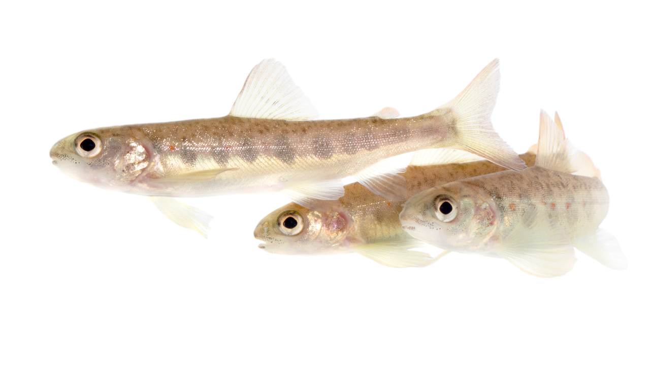 Tre små, silverfärgade fiskar med svaga fläckar och genomskinliga fenor som simmar mot en vit bakgrund.