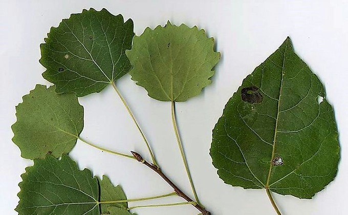Asplöv