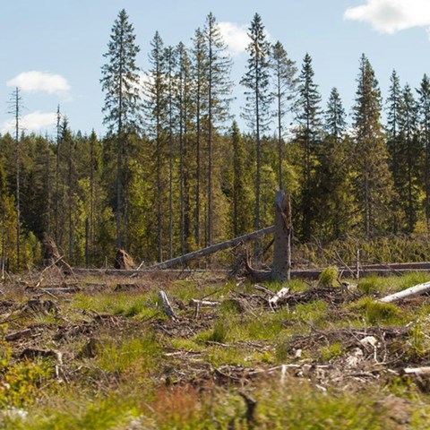 Clear-cut