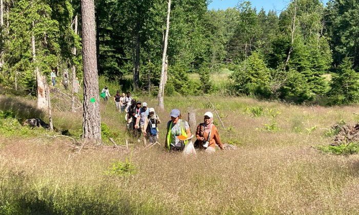 Promenad genom skogen