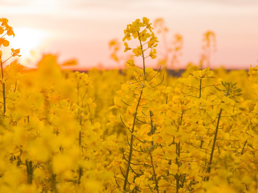 rapeseed in close up