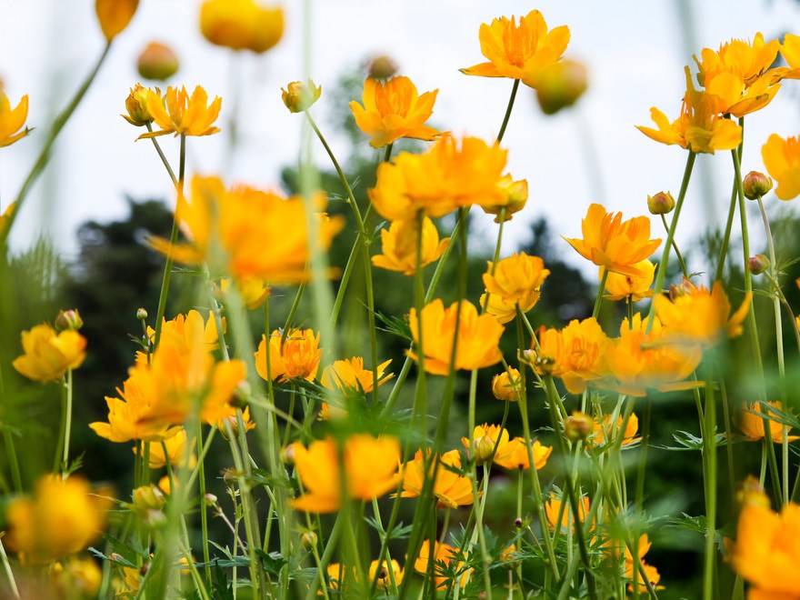 gula blommor