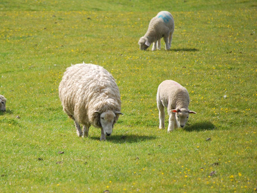 Sheep and lamb