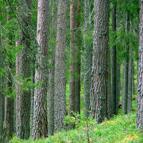 Well maintained spruce forest.