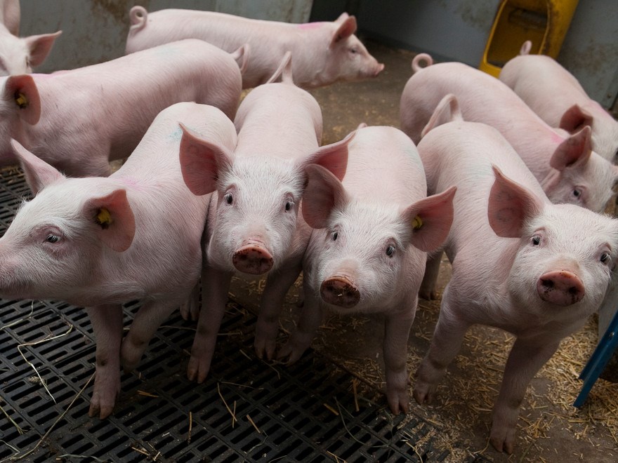 Pigs in a box