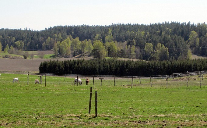 Foto på hage