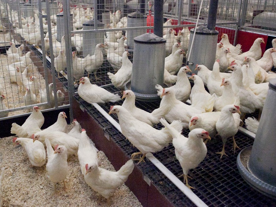 Poultry