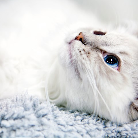 Vit katt med blå ögon ligger på en pläd